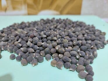 qanqal toxumunun faydaları: Yalnız lalafoda və whhatsapp'da mesaj yazanlara cavab veriləcək.! İş — 1