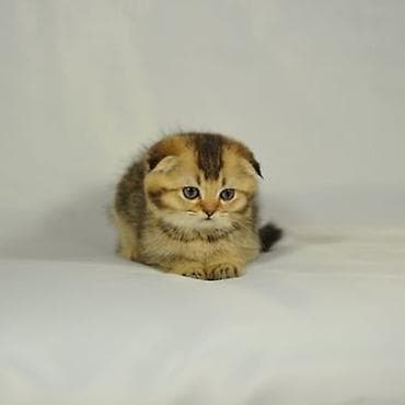 Золотая шиншилла — 9