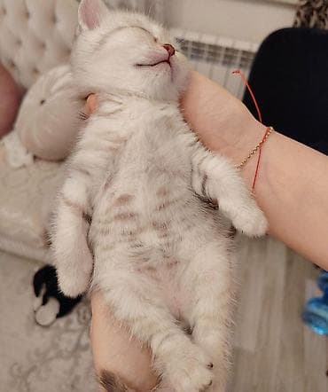 heyvan yemi: Dişi, Ünvandan götürmə — 6