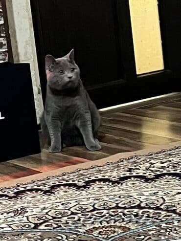 pisiklerin cutlesme vaxti: Britan, Erkək, Cütləşmə üçün, Ünvandan götürmə — 2