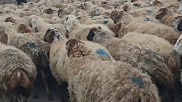 Грызуны: Самка, лет: 1, 50 кг, Для разведения, Самовывоз — 4