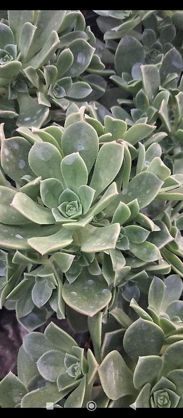 bitki guli: Sukkulent – Echeveria tipli dekorativ bitki (qara plastik saksıda) - — 7