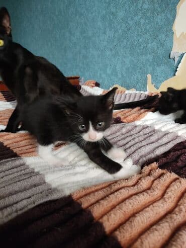 sarı pişik: Erkək, Yaxşı əllərə — 9