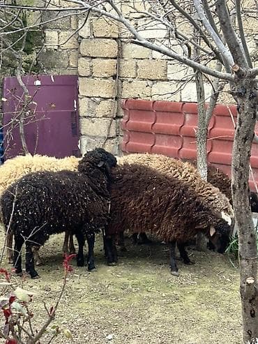 qoyun satisi: Biləcəridə 6 baş ərkey touğlu satılır. Tam sağlam ətlik və damazlıqdı — 6