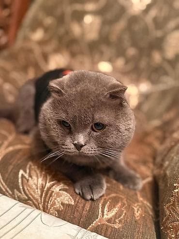 pişik yuvasi: Pulsuzz! Bala garshiliginda cutleshmee — 5