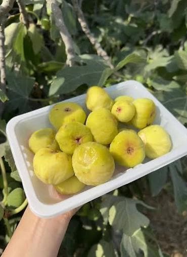 meyvə ağaclar: NardaranLəhiş bagının ənciri.İyul-Avqust aylarında Bakı ənciri — 2