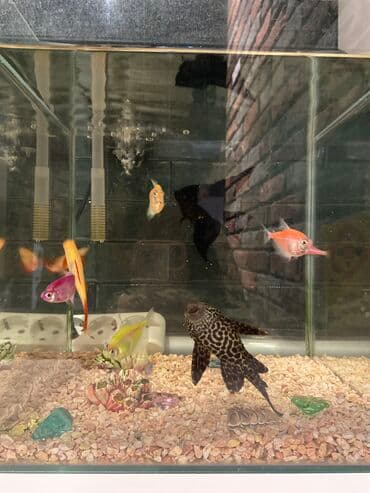oskar balığı: Akvarium, balıqlarla birlikdə satılır 120 AZN. Ödənişli çatdırılma ilə — 3