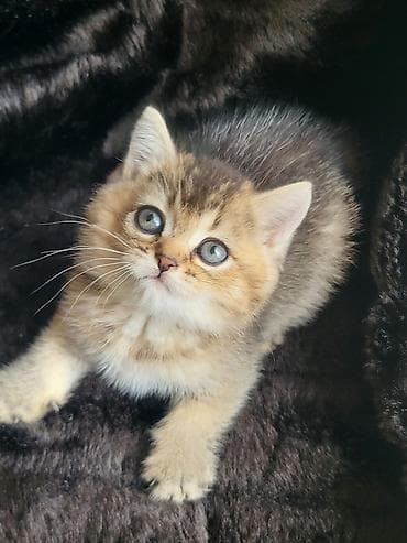 pulsuz pisiy: Şinşilla — 4