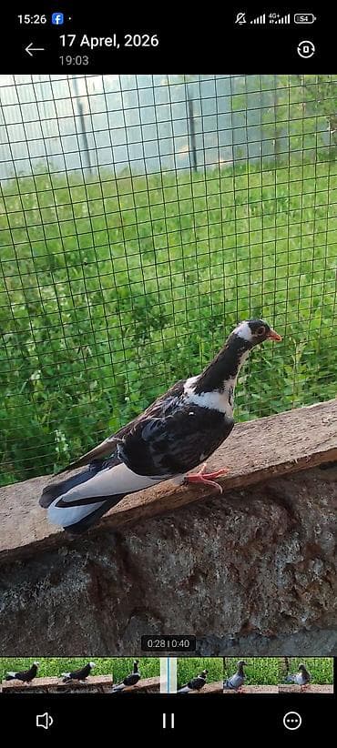 afcarka balası satışı: Qiymət kom 40 azn real hamsın alan olsa endirim eləmək olar Ağ quyruq — 4