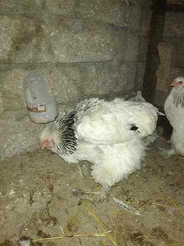 iri it cinsi: Salam aleykum. satışda bir cüt Brama var. xoruz yeni ayılıb. xoruzluq — 2