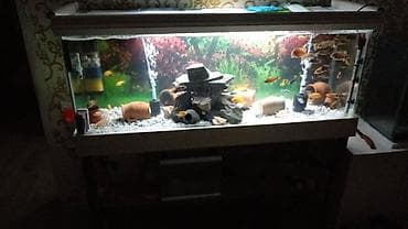 gence dovsan: Dördbucaq akvarium, Boş, 260 l — 2