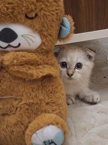 shotland pişiyi: Şotland yastı qulaq, Erkək, Yaxşı əllərə — 4