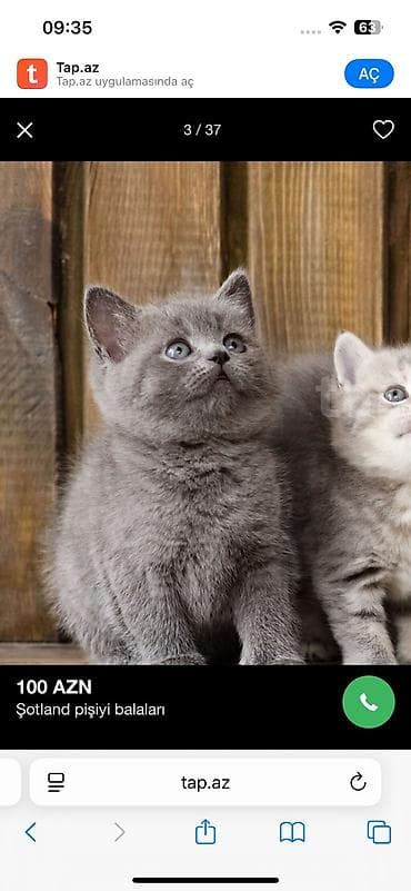 qulaq şamı: Şotland yastı qulaq — 3