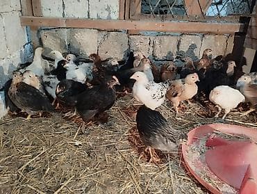 cuce satisi 2019: Toyuq cücələri, Ətlik — 3