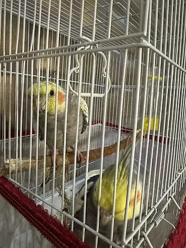Nimfa (Cockatiel) papuqayları – bir cüt - Növ: Nimfa (Nymphicus
