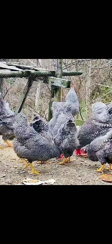 Digər heyvanlar: Toyuq, Damazlıq — 3