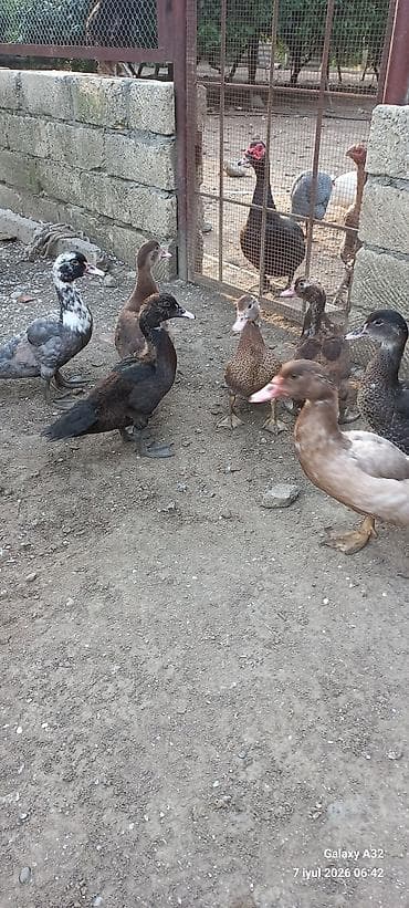 ev qusu: 50 gunluk tam sağlam Krasnadar lal ördəklər.Unvan Lənkəran.Bakıya — 2