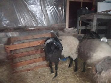 romanov qoyunu satilir: Qoyun sürüsü – ət və yun istiqaməti - Növ: qarışıq rəngli yerli — 2