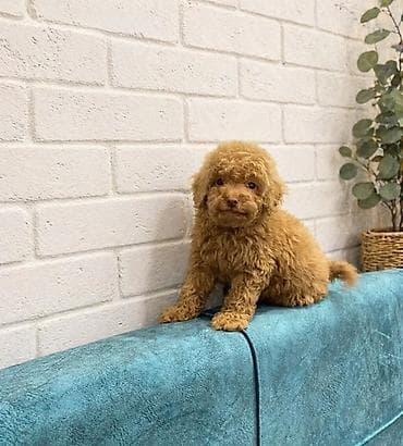 micro poodle: Pudel — 1