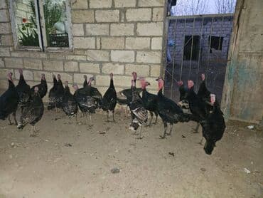 lal ordek haqqinda melumat: Hinduşka Cəmi 22 ədəddir. 9 u 6 aylıq yerli sortdur çəkisi 3-5 kg — 2