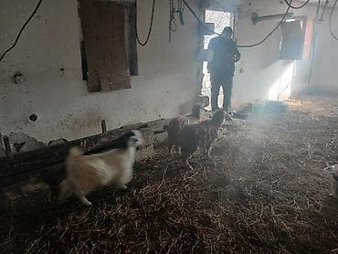 kecı: Satış: 3 baş ev heyvanı – keçilər diși kecilerdir sap saglamdlLar — 2