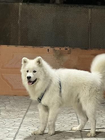 İtlər: Samoyed, Erkək — 1
