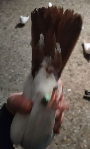 ebabil quşu: Her ikisi peçat desdedi abreze yaxindi biri hazir qizğin erkeydi o — 3