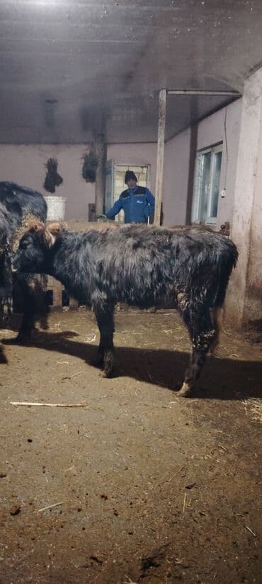 домики для кошек баку: Super dana — 2