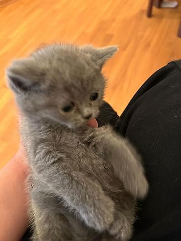 balaca itlər: Britan — 6