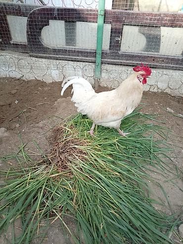 Xoruz, il: <1, Ünvandan götürmə lalafo.az -da Xoruz, il: <1, Ünvandan götürmə