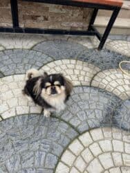 i̇tlər pekines: Pekines — 2