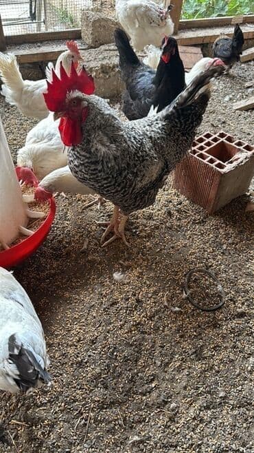 pişik satışı: Xoruz və fərələr var satışda — 1