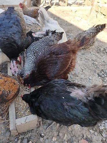 Toyuqlar: Toyuq, Australorp, Yumurtalıq — 3
