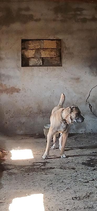 Balıqlar: Kanqal, 4 il, Erkek — 7