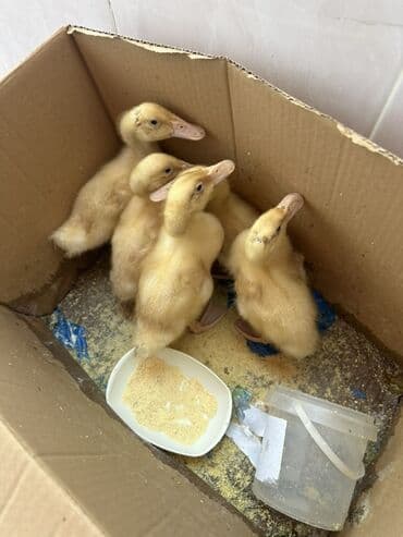 ördək balası satışı: Məhsul: Sarı ördək balaları (qarton qutuda, bir neçə baş) Təsvir: - — 2