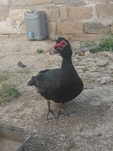 tovuz qusu yumurtasi: Erkək, Ətlik, Ünvandan götürmə — 2