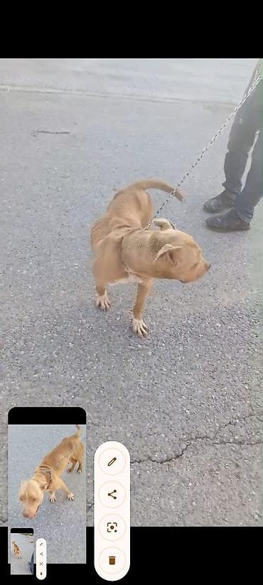 kangal satisi: Pitbul, 2 il, Dişi, Ünvandan götürmə — 4