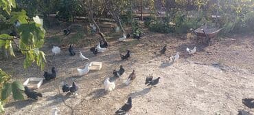 simmental inək satılır: Məhsul: müxtəlif növ ev göyərçinləri Təsvir: - Rənglər: ağ, qara — 12