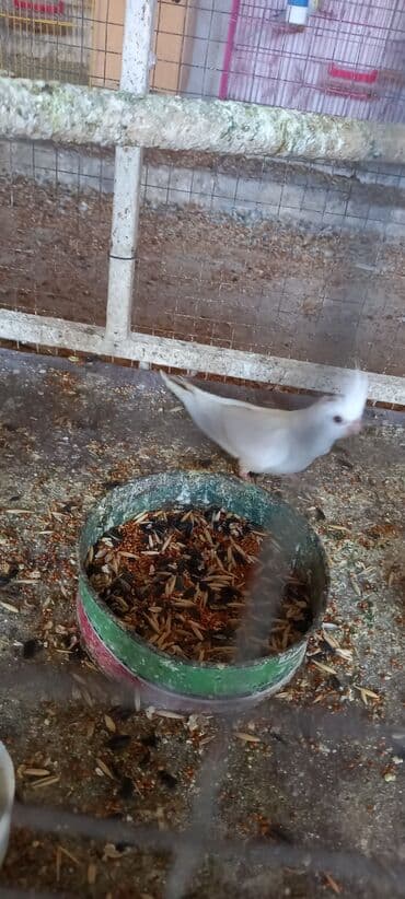 menks cinsi pişik: Yanaqsiz korella balalaridir ele oyretmeyin tam vaxdidir yeni dene — 4