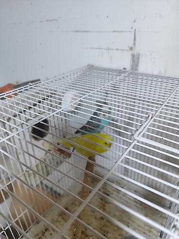 karella tutuquşu: Iki cüt bala verməyə hazır cüt. bir cütü 30manata. Savxoz Ramanada — 8