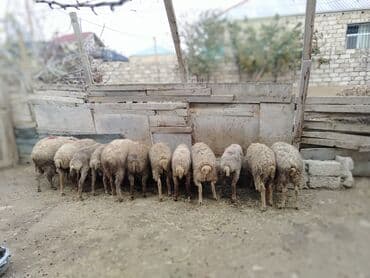 cuce yem qabi: Salam alekum 13 dənədi hamsı erkək di razılaşmaq olaraq diri cəkiləri — 2