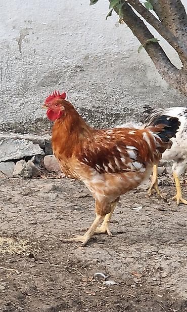 çin bildirçini: Təmiz cins xoruzlar (bir neçə rəngdə) 2 klo-dan yuxarı orta və iri — 7
