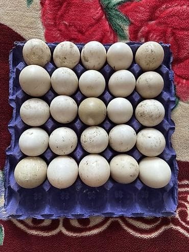 Krasnadar və lavanta sortu lal ördəy yumurtaları Tam mayalı və iri