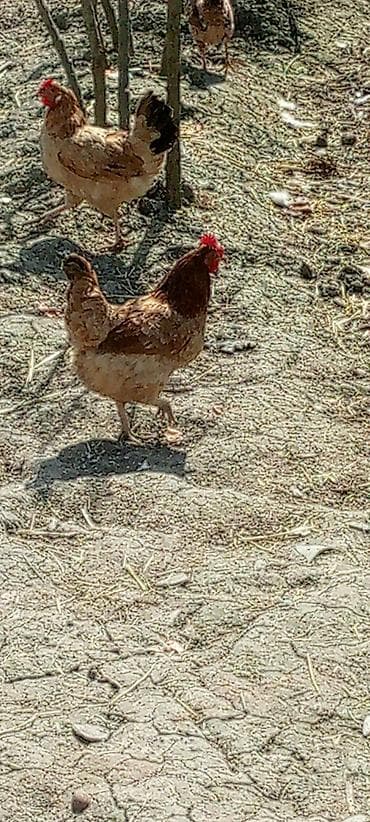 Quşlar: Sərbəst gəzinti şəraitində bəslənən yerli toyuq və xoruzlar Məhsul — 1