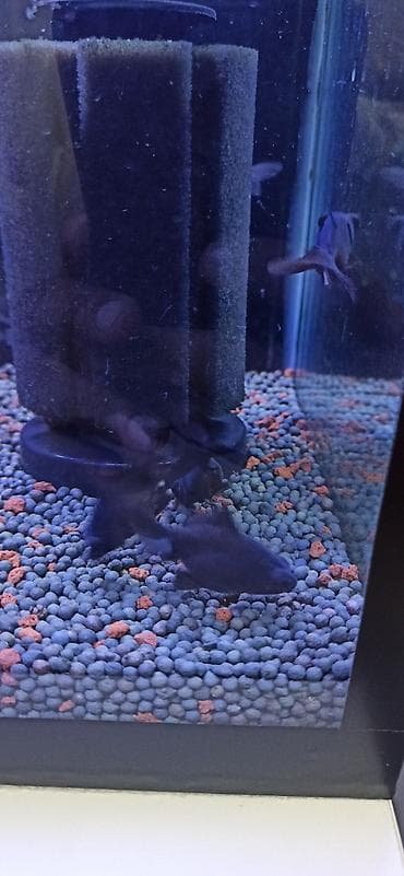 akvarium silikon: Teleskop balığı, Sülhsevər — 8