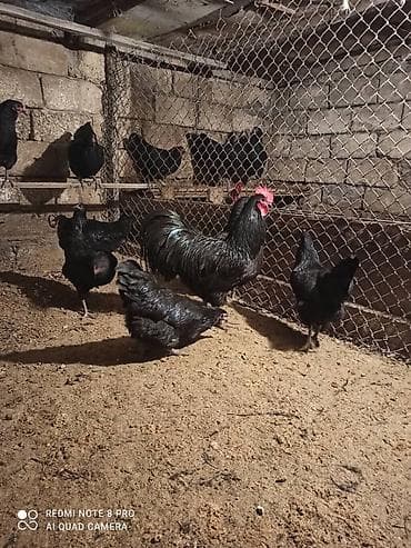 sultan papuqay satisi: Australorp yumurta satısı davam edir. qara boz rəngləri var heyvanlar — 5