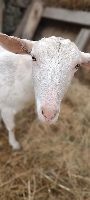 Sani keçiləri 5 ana 8 bala Süd yönümlü keçilər – ağ və qara rəngli
