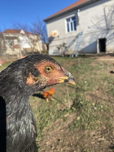 cücə və xoruz: Xoruz, il: <1, Ödənişli çatdırılma, Rayonlara çatdırılma, Ünvandan götürmə — 4