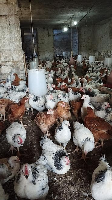 45 gunlukdu 1 kq diri çəkisi Təsvir: - Qapalı fermada bəslənən, sürü