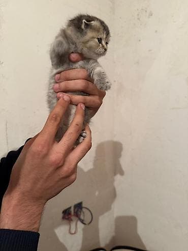 Şotland yastı qulaq — 2